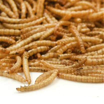 50G Dried Mealworms Wild Garden Bird Feed Food Meal Worm Chicken Reptile Fish